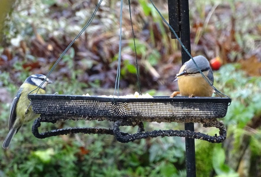 Nuthatch and Blue Tit